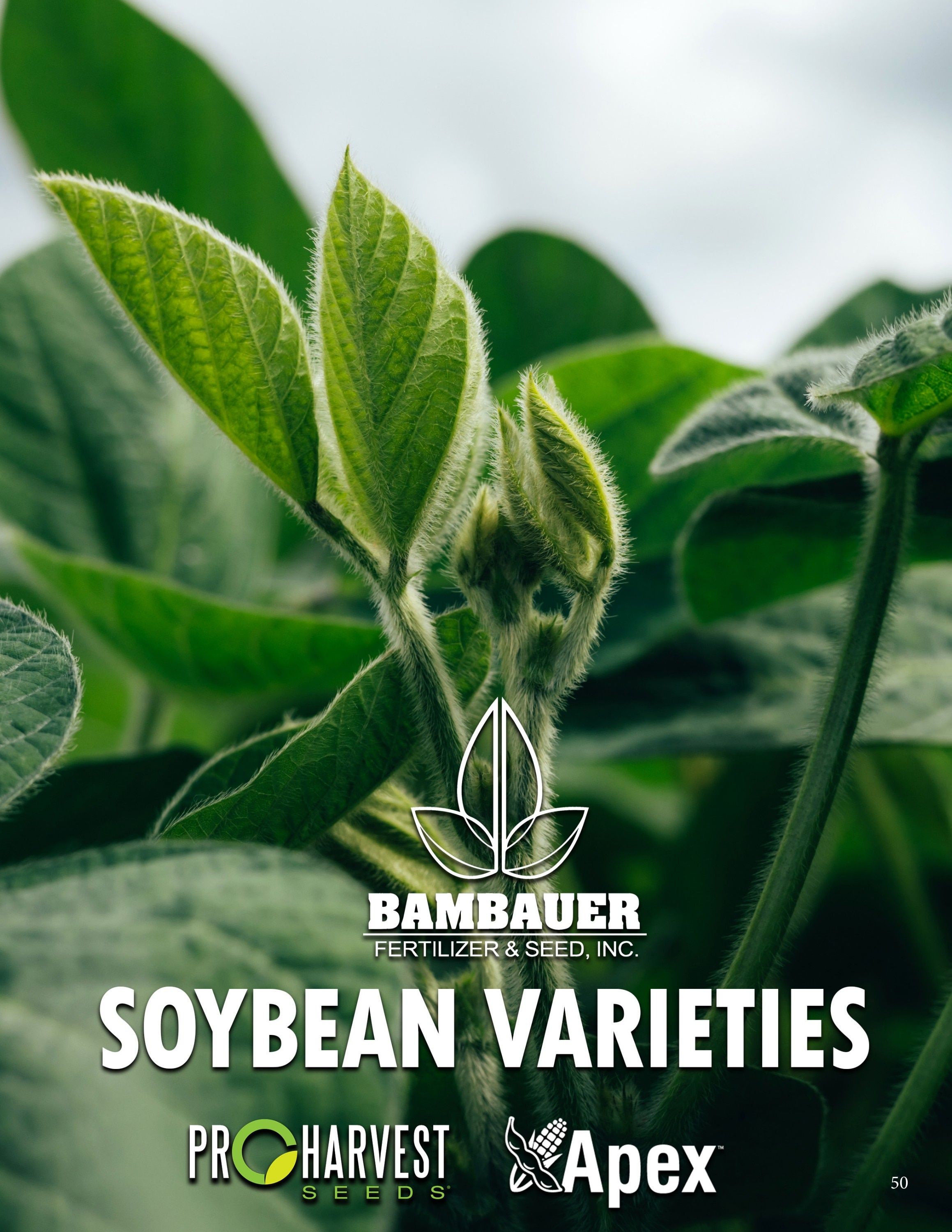 Bambauer Seed Seed Products Guide Weekly Ad January 1 - December 31, 2026
