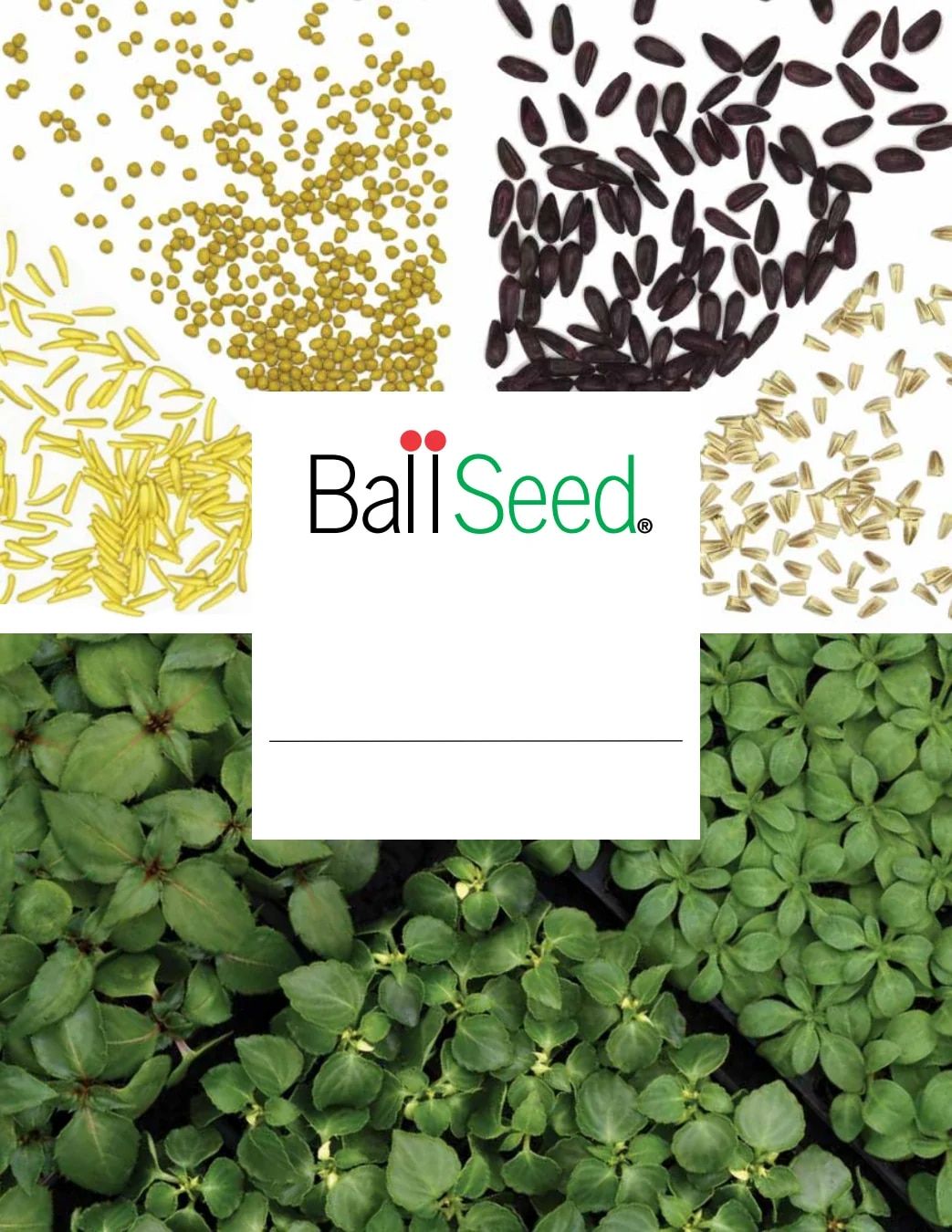 Ball Seed Seed and Plugs Catalog Weekly Ad August 31, 2026 - December 31, 2028