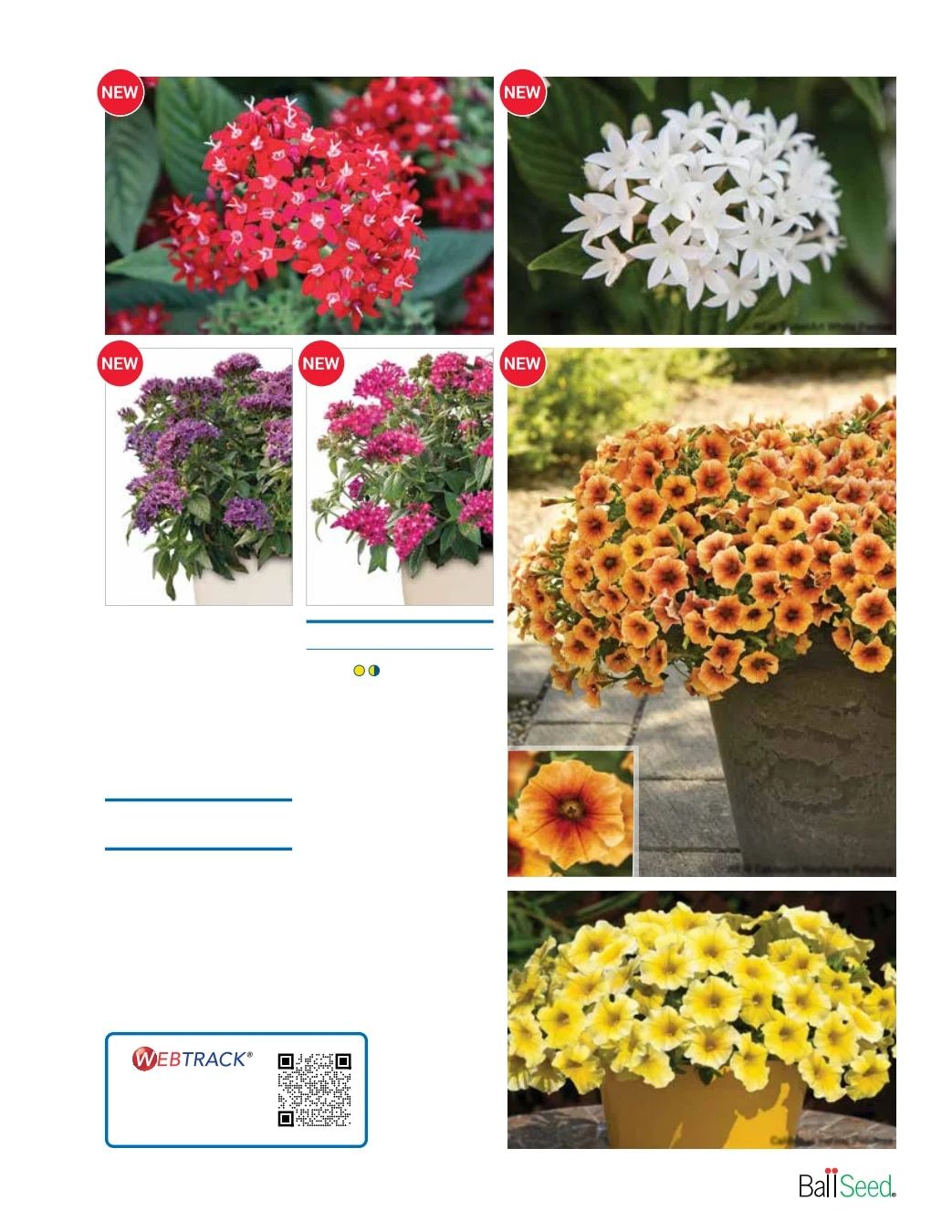 Ball Seed Seed and Plugs Catalog Weekly Ad August 31, 2026 - December 31, 2028