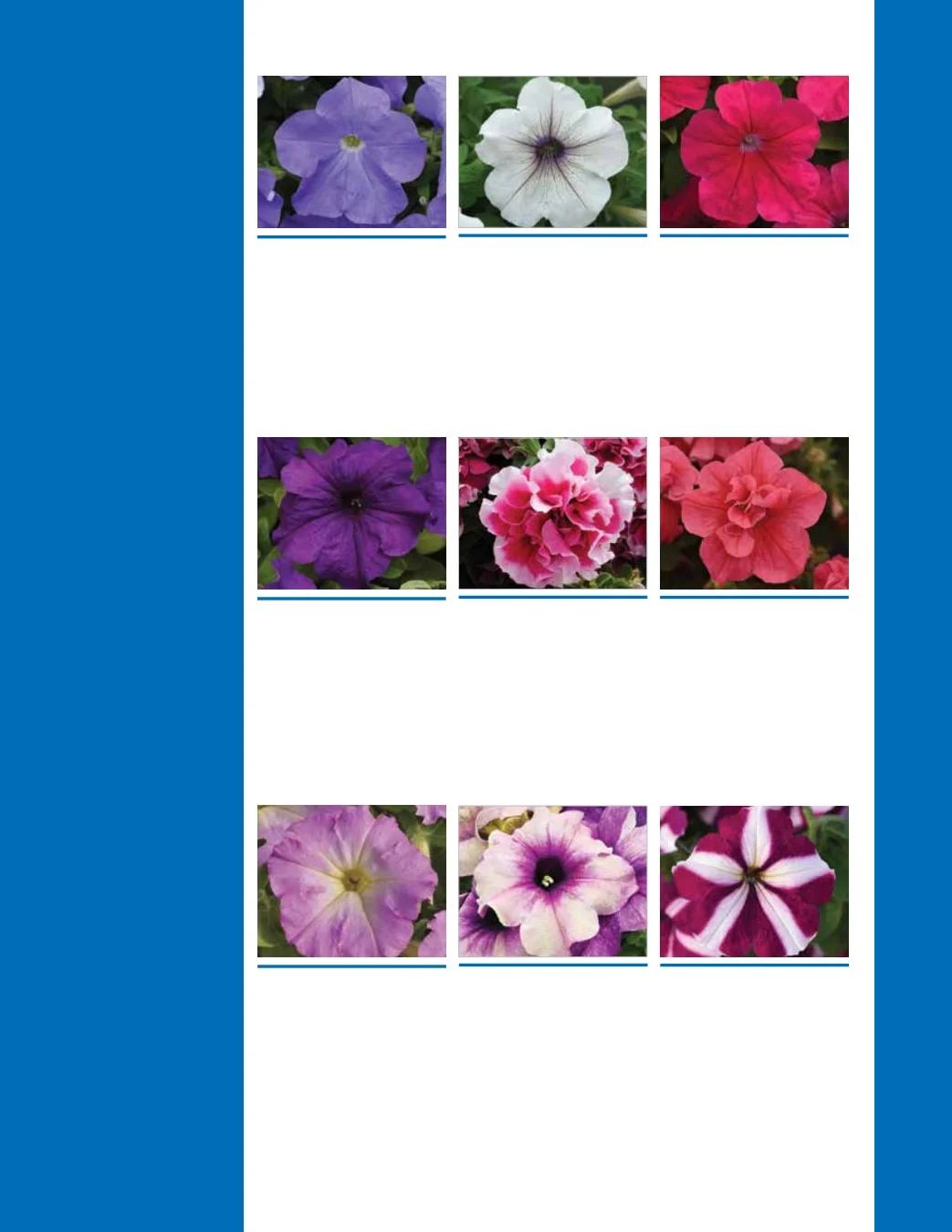 Ball Seed Seed and Plugs Catalog Weekly Ad August 31, 2026 - December 31, 2028
