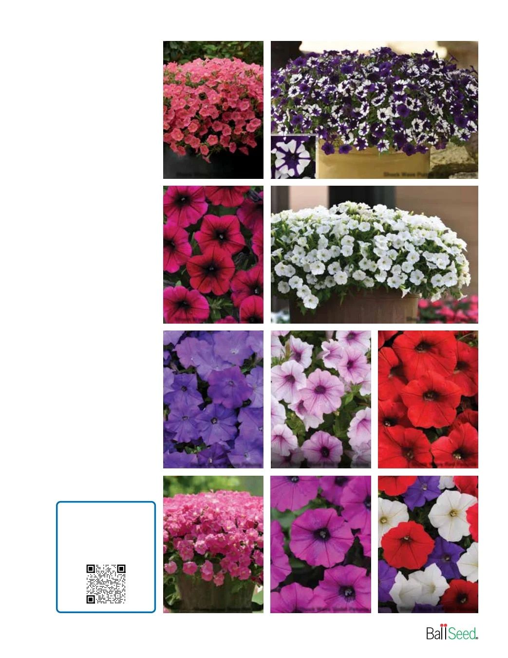 Ball Seed Seed and Plugs Catalog Weekly Ad August 31, 2026 - December 31, 2028
