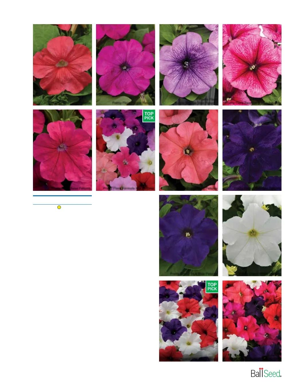 Ball Seed Seed and Plugs Catalog Weekly Ad August 31, 2026 - December 31, 2028