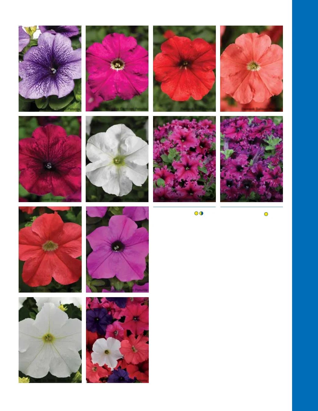 Ball Seed Seed and Plugs Catalog Weekly Ad August 31, 2026 - December 31, 2028