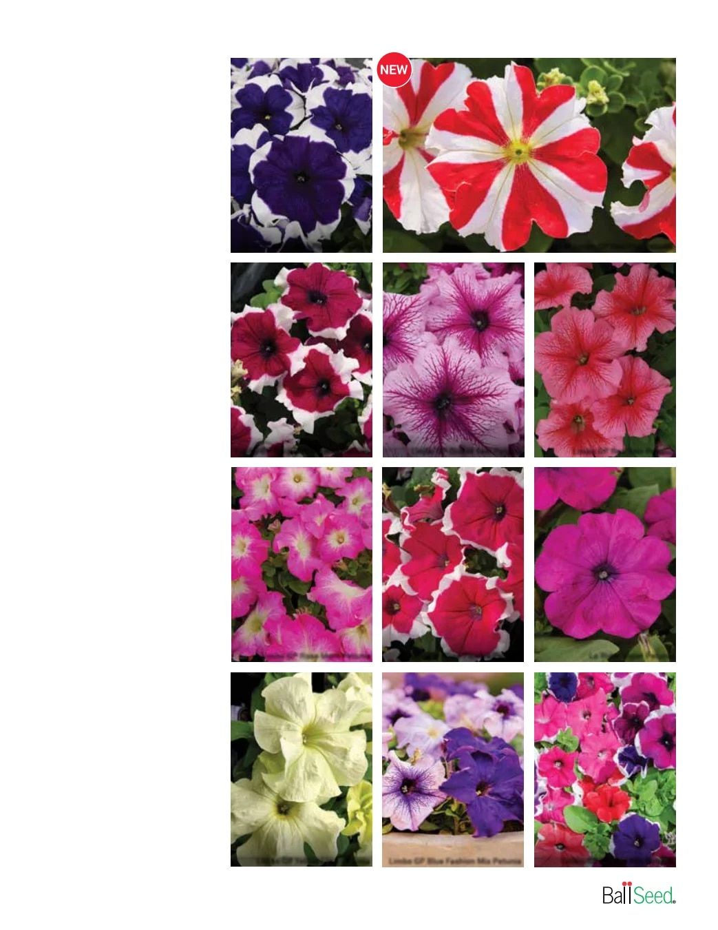 Ball Seed Seed and Plugs Catalog Weekly Ad August 31, 2026 - December 31, 2028