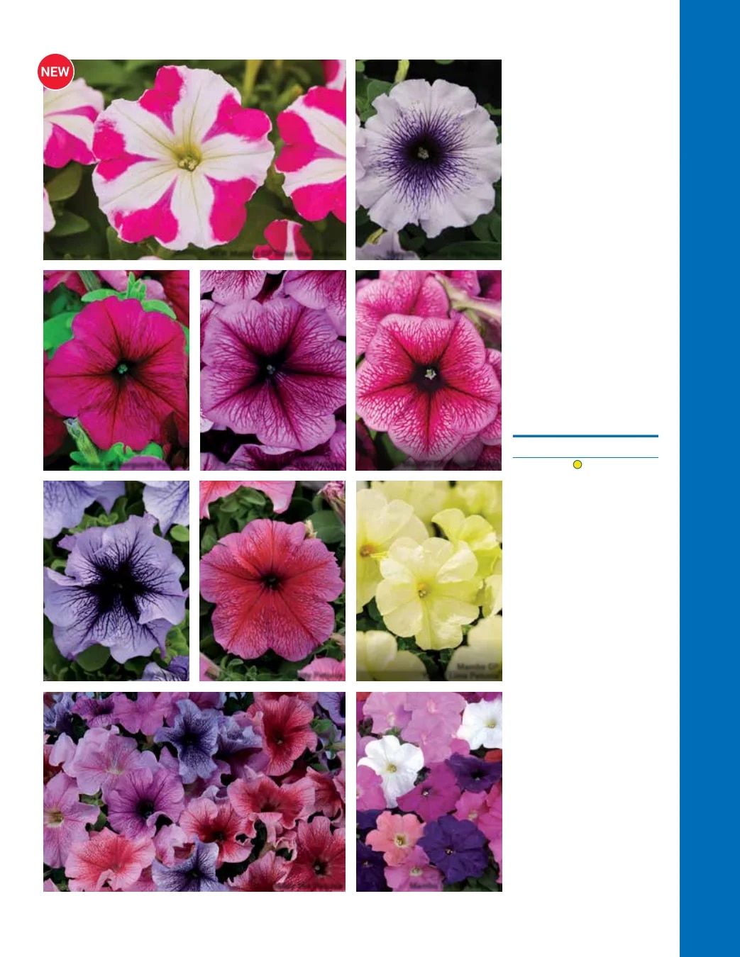 Ball Seed Seed and Plugs Catalog Weekly Ad August 31, 2026 - December 31, 2028