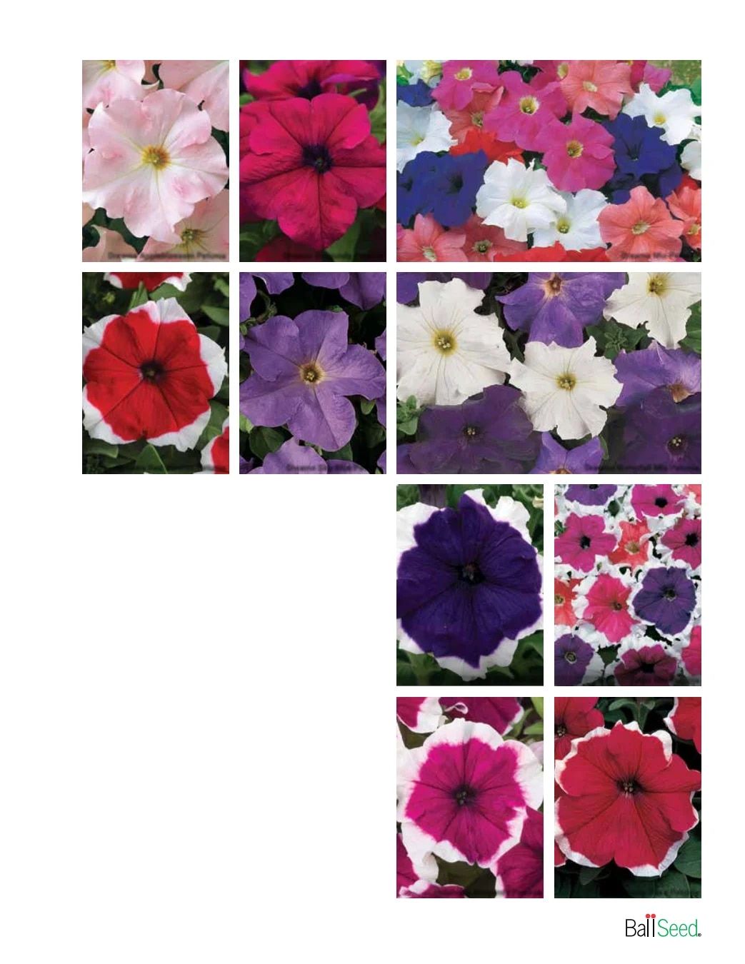 Ball Seed Seed and Plugs Catalog Weekly Ad August 31, 2026 - December 31, 2028