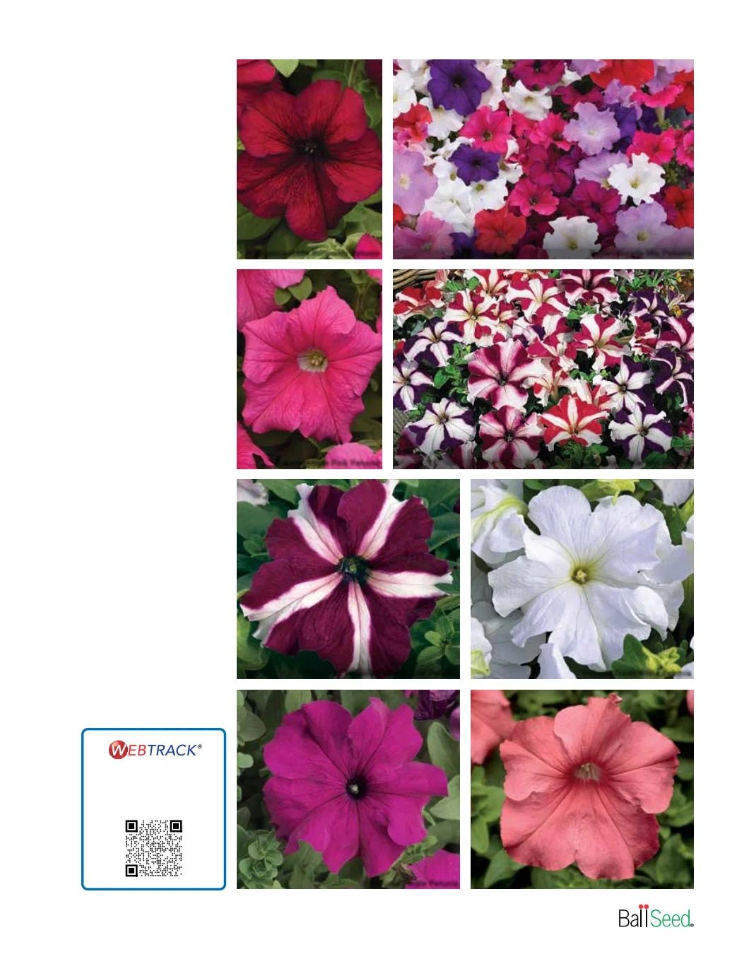 Ball Seed Seed and Plugs Catalog Weekly Ad August 31, 2026 - December 31, 2028