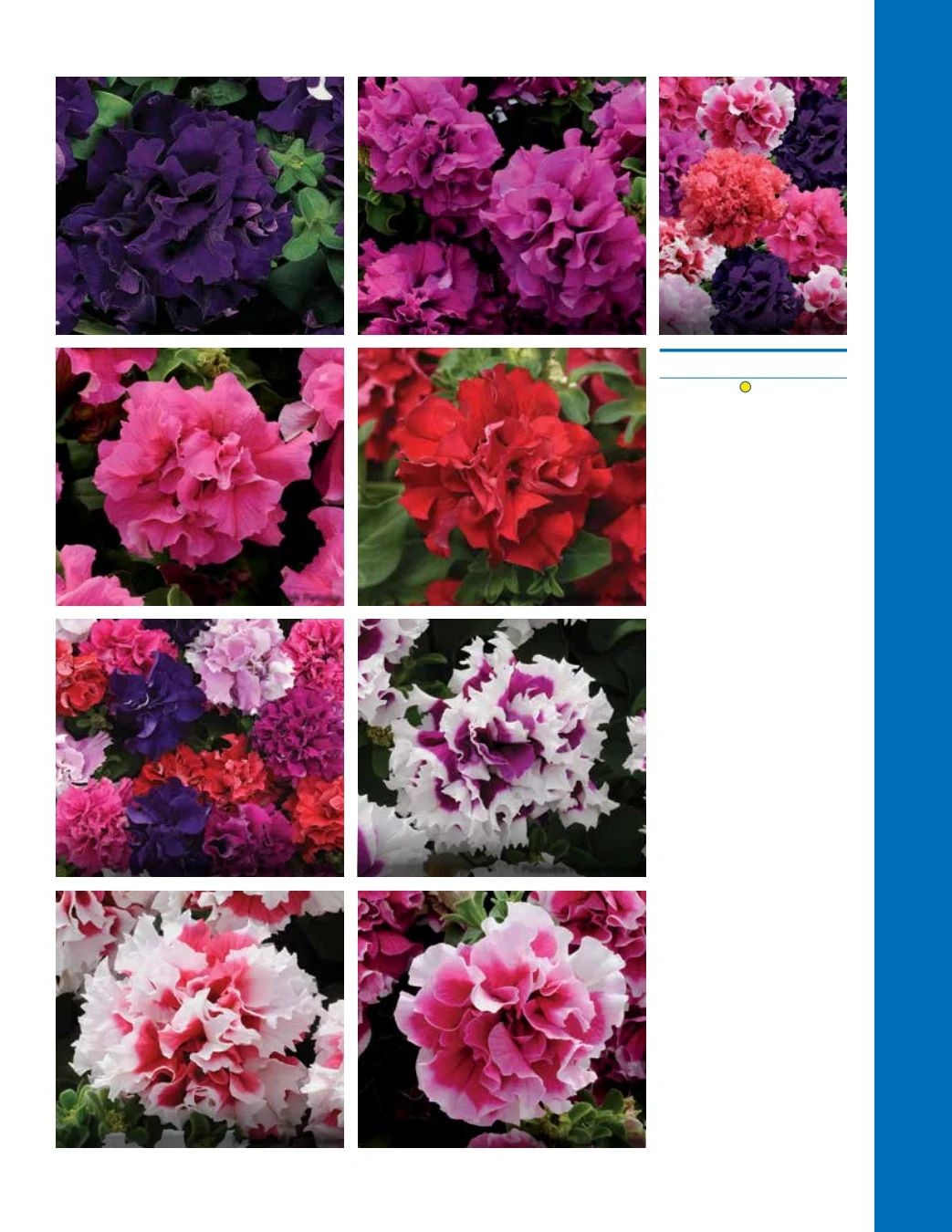 Ball Seed Seed and Plugs Catalog Weekly Ad August 31, 2026 - December 31, 2028