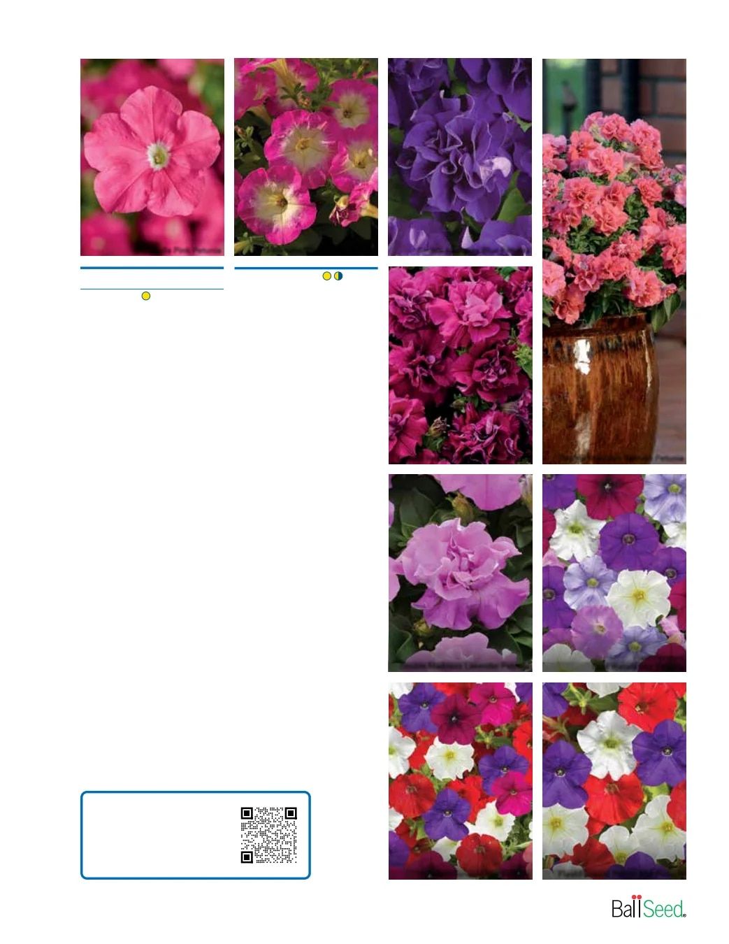 Ball Seed Seed and Plugs Catalog Weekly Ad August 31, 2026 - December 31, 2028