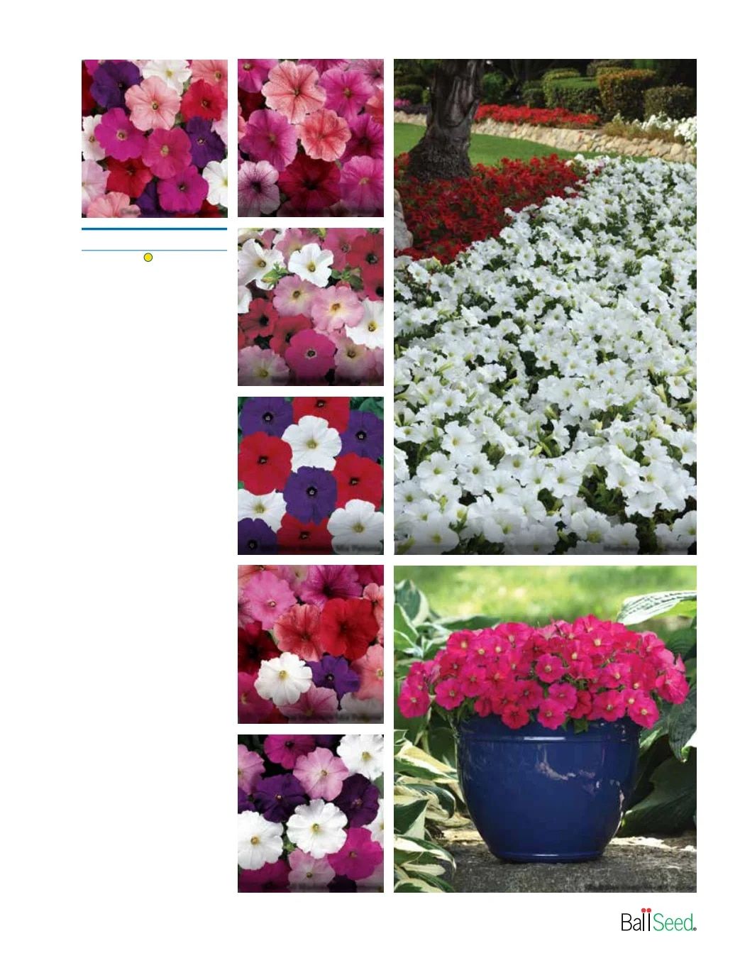 Ball Seed Seed and Plugs Catalog Weekly Ad August 31, 2026 - December 31, 2028