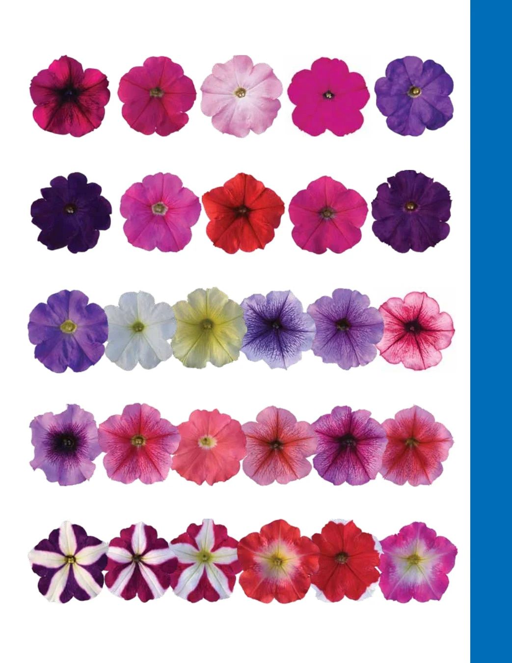 Ball Seed Seed and Plugs Catalog Weekly Ad August 31, 2026 - December 31, 2028