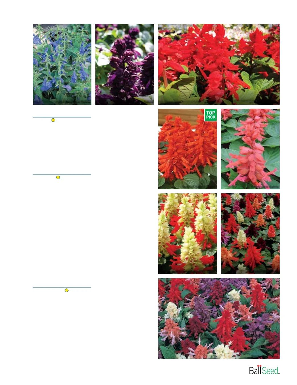 Ball Seed Seed and Plugs Catalog Weekly Ad August 31, 2026 - December 31, 2028