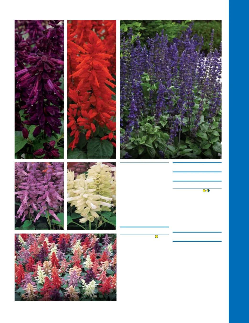 Ball Seed Seed and Plugs Catalog Weekly Ad August 31, 2026 - December 31, 2028