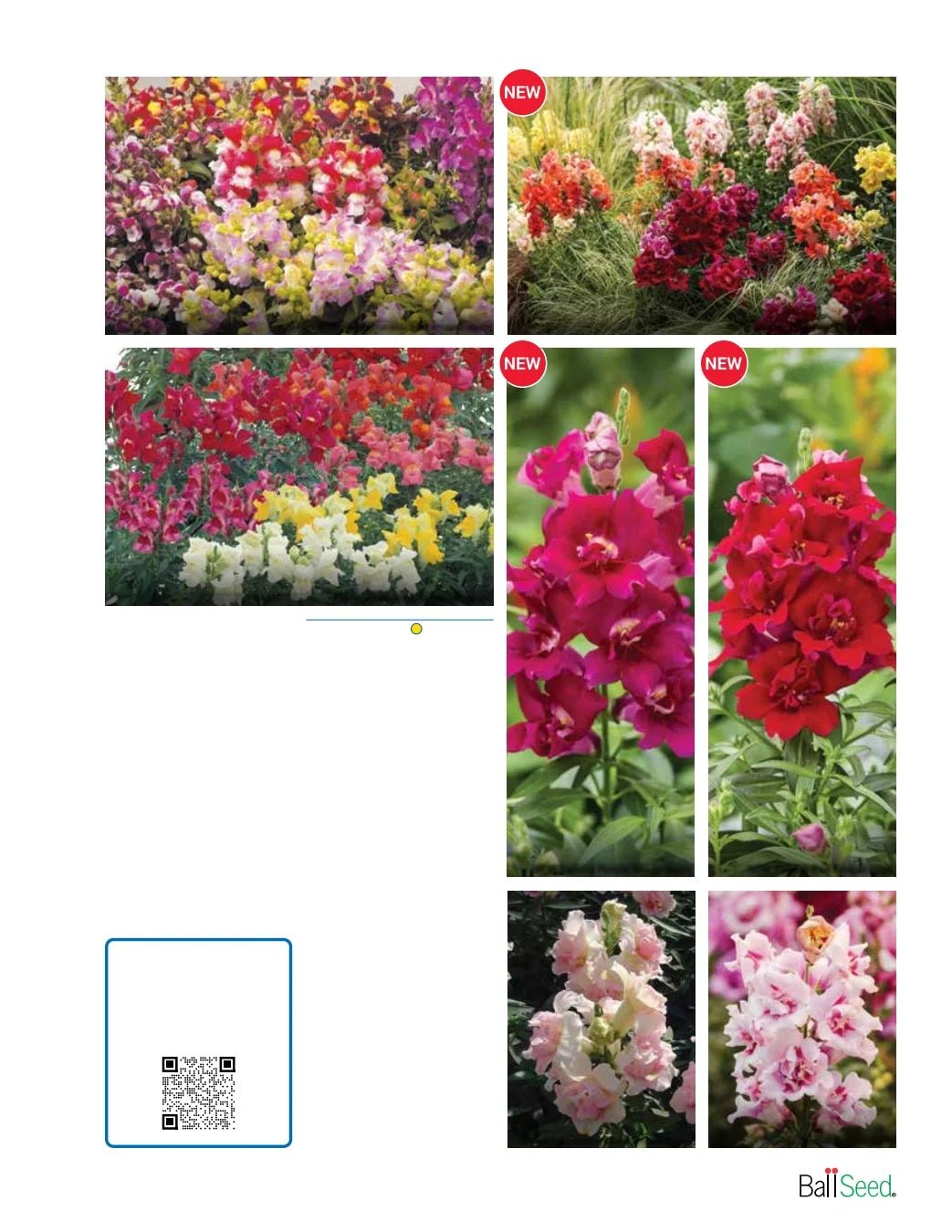 Ball Seed Seed and Plugs Catalog Weekly Ad August 31, 2026 - December 31, 2028