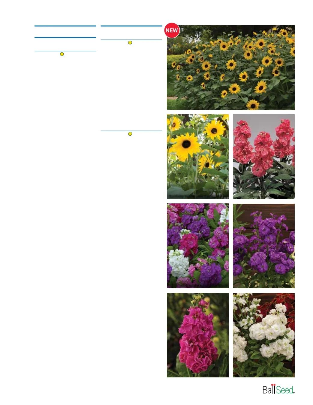 Ball Seed Seed and Plugs Catalog Weekly Ad August 31, 2026 - December 31, 2028