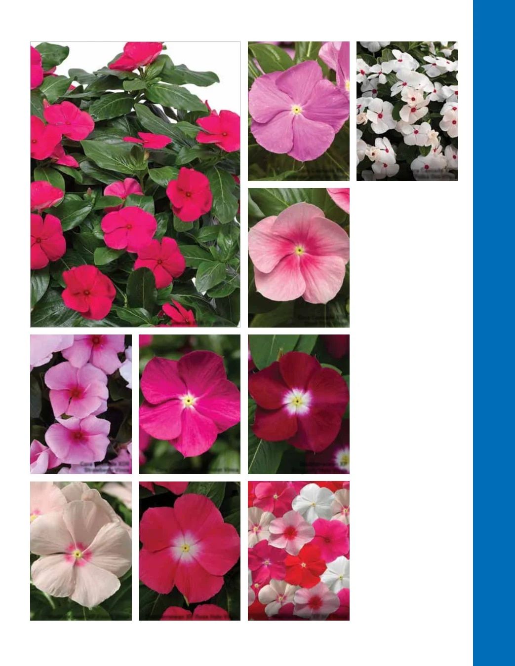 Ball Seed Seed and Plugs Catalog Weekly Ad August 31, 2026 - December 31, 2028