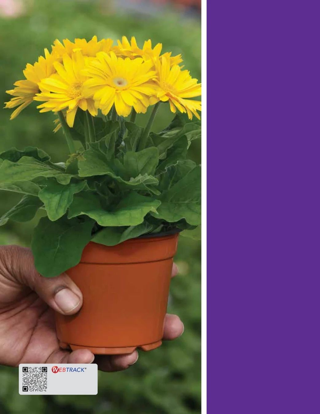 Ball Seed Seed and Plugs Catalog Weekly Ad August 31, 2026 - December 31, 2028