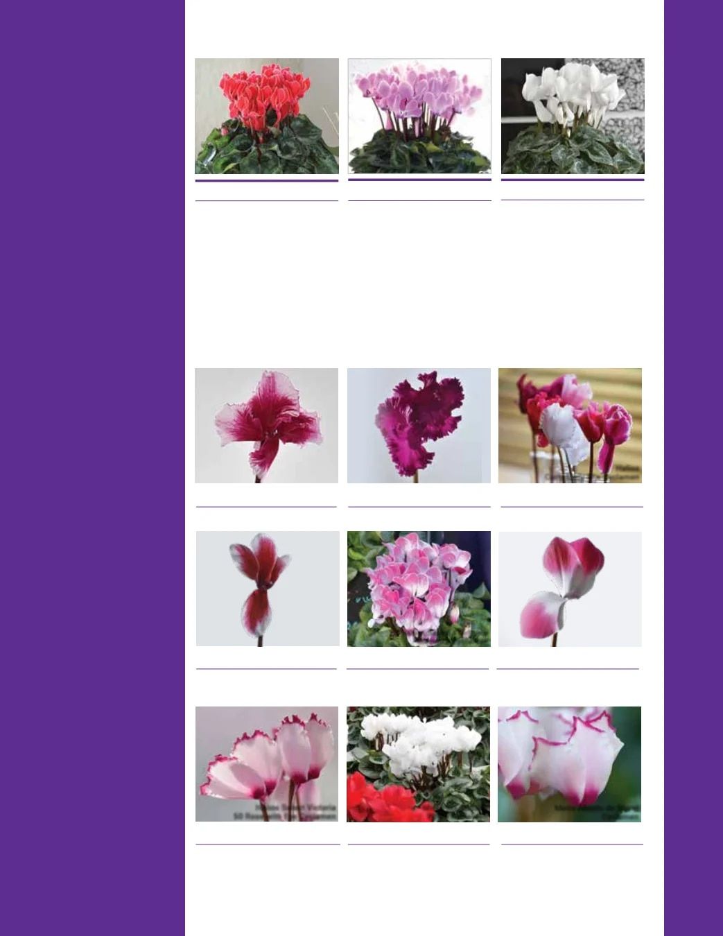 Ball Seed Seed and Plugs Catalog Weekly Ad August 31, 2026 - December 31, 2028