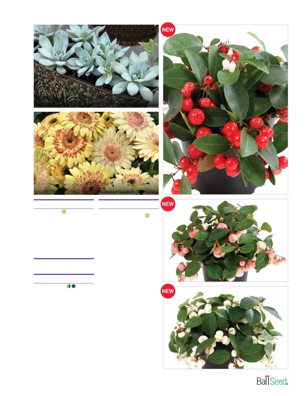 Ball Seed Seed and Plugs Catalog Weekly Ad August 31, 2026 - December 31, 2028