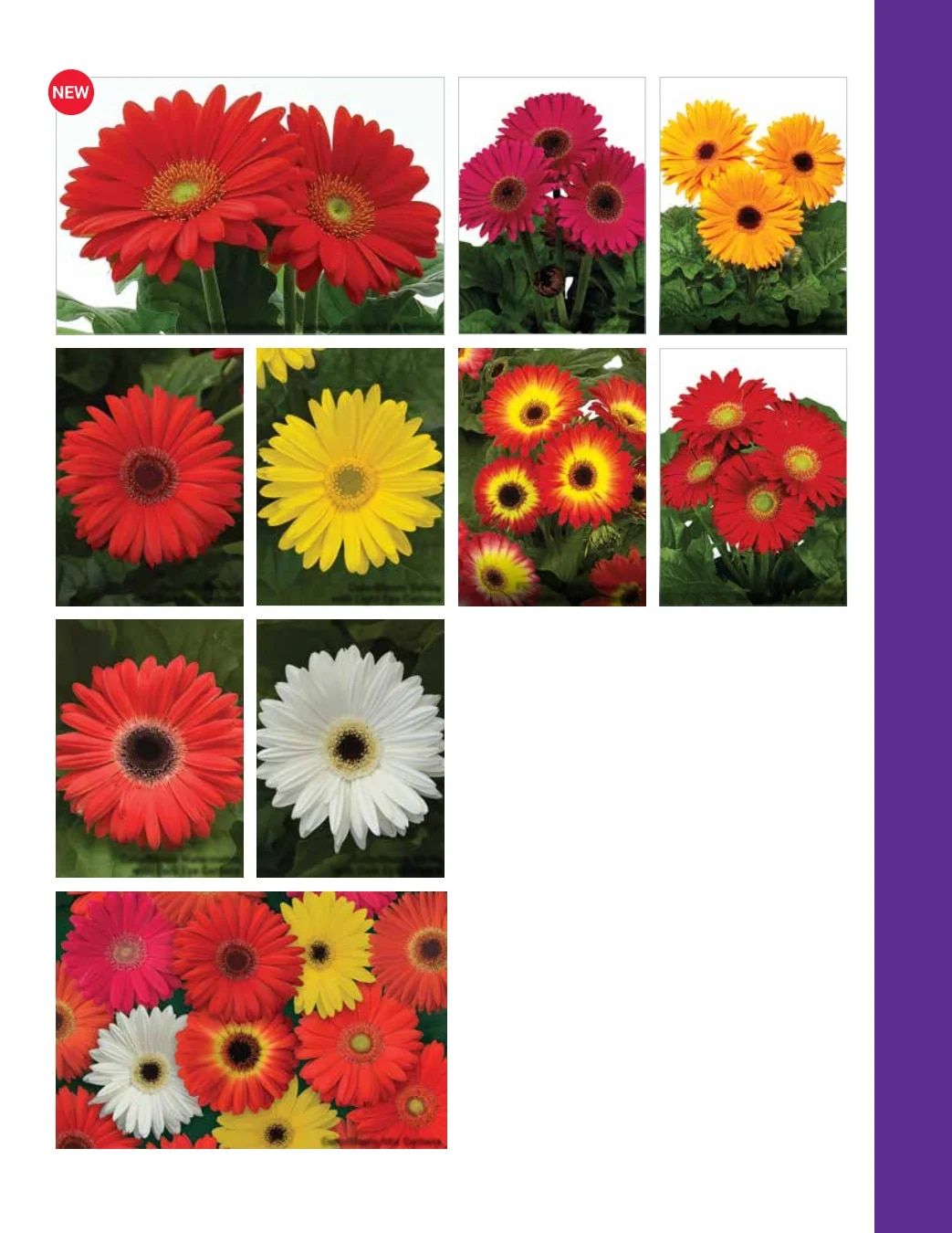 Ball Seed Seed and Plugs Catalog Weekly Ad August 31, 2026 - December 31, 2028