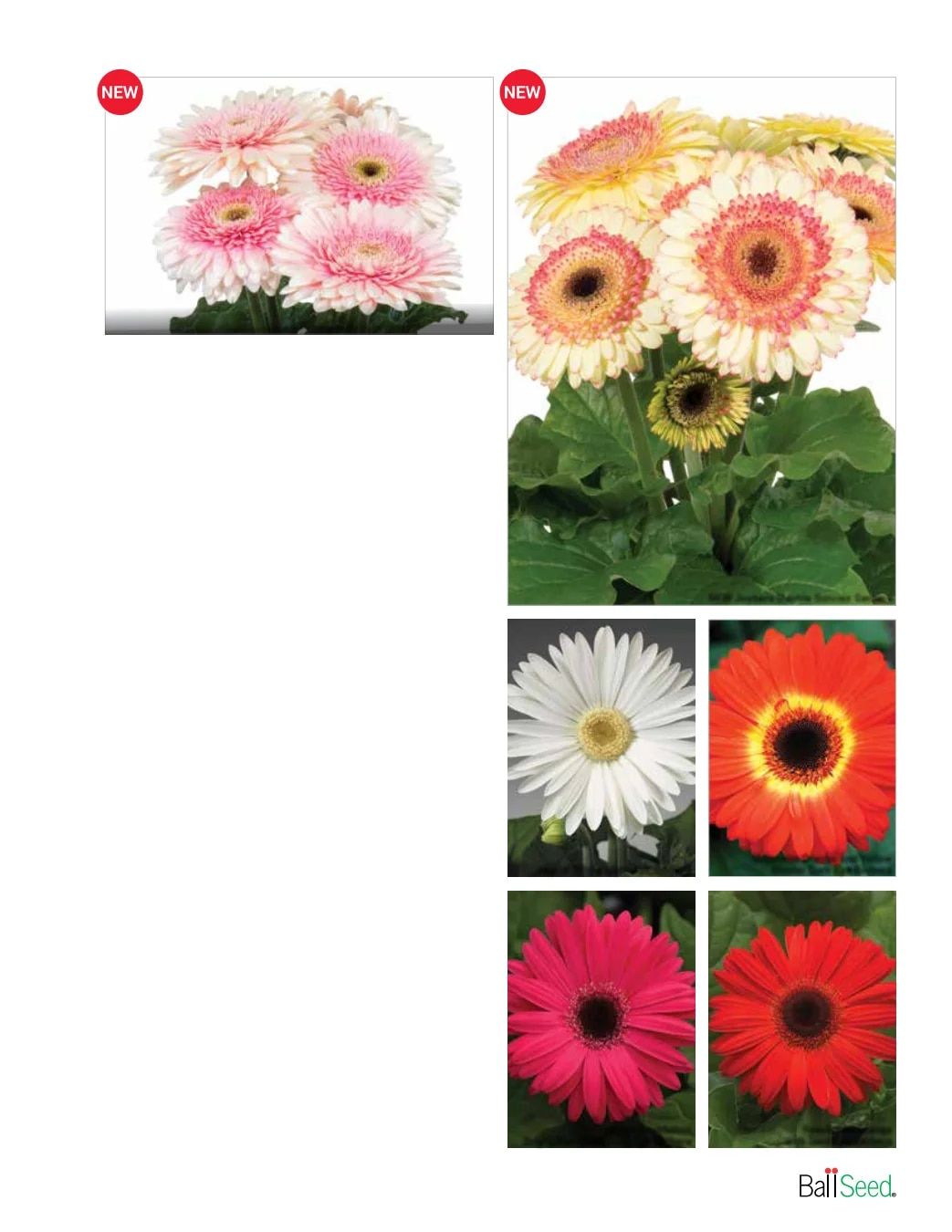Ball Seed Seed and Plugs Catalog Weekly Ad August 31, 2026 - December 31, 2028