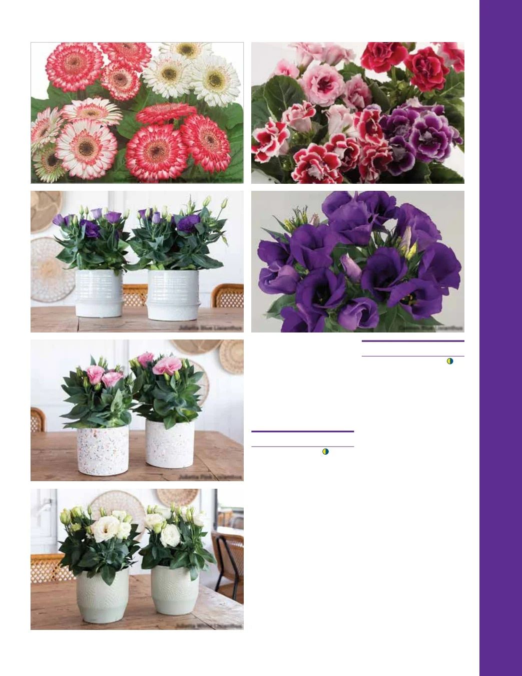 Ball Seed Seed and Plugs Catalog Weekly Ad August 31, 2026 - December 31, 2028