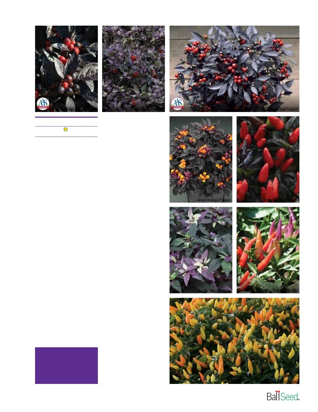 Ball Seed Seed and Plugs Catalog Weekly Ad August 31, 2026 - December 31, 2028