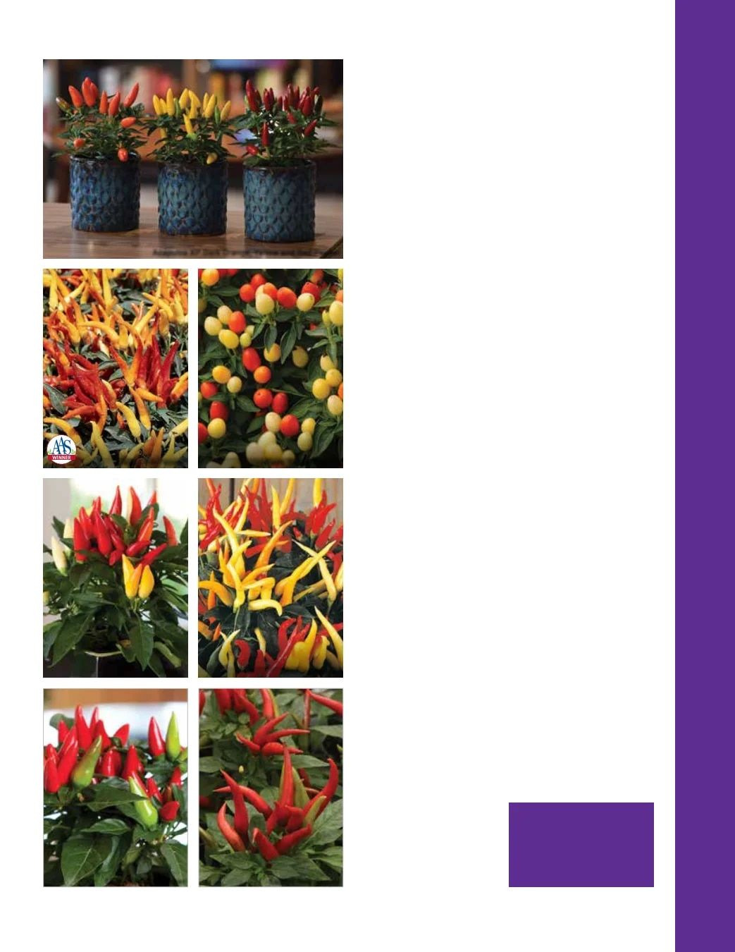 Ball Seed Seed and Plugs Catalog Weekly Ad August 31, 2026 - December 31, 2028