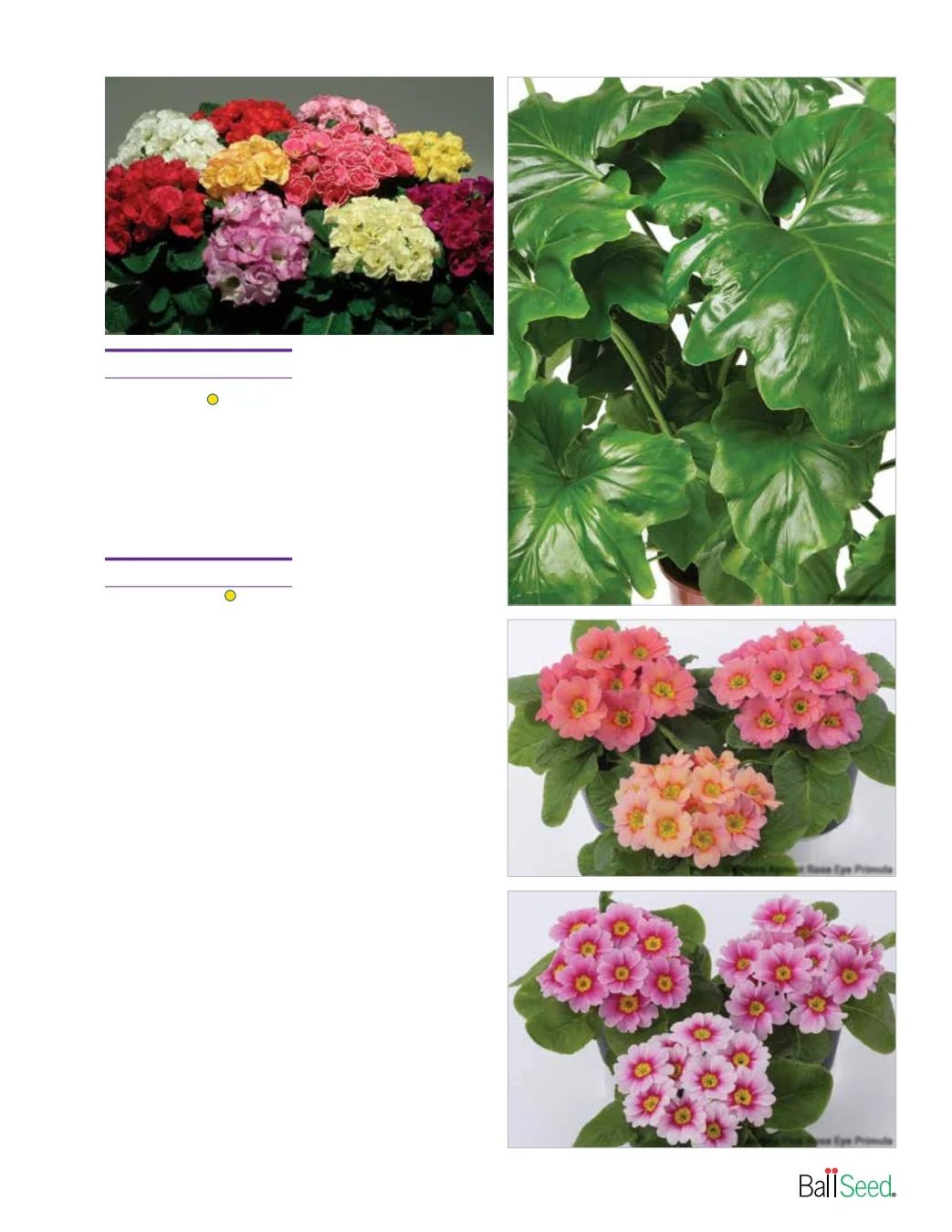 Ball Seed Seed and Plugs Catalog Weekly Ad August 31, 2026 - December 31, 2028