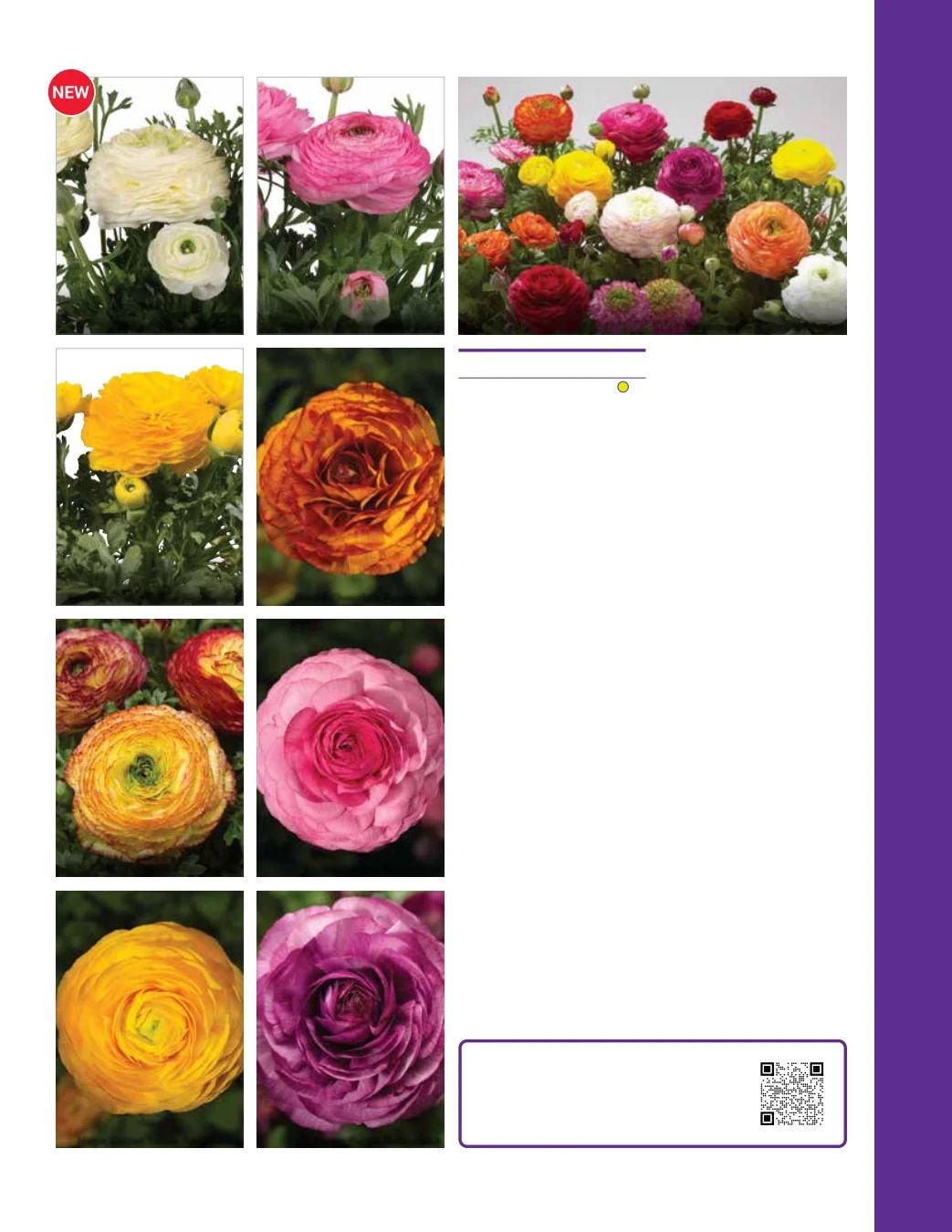 Ball Seed Seed and Plugs Catalog Weekly Ad August 31, 2026 - December 31, 2028