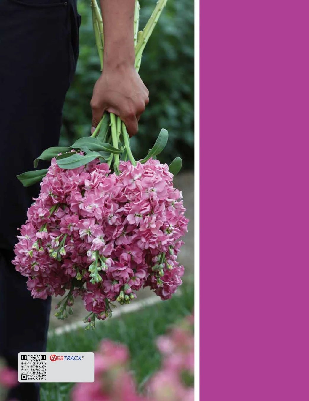 Ball Seed Seed and Plugs Catalog Weekly Ad August 31, 2026 - December 31, 2028