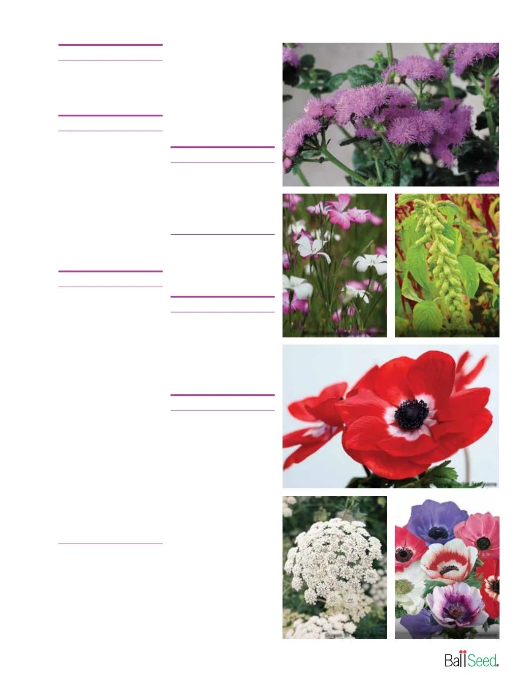 Ball Seed Seed and Plugs Catalog Weekly Ad August 31, 2026 - December 31, 2028