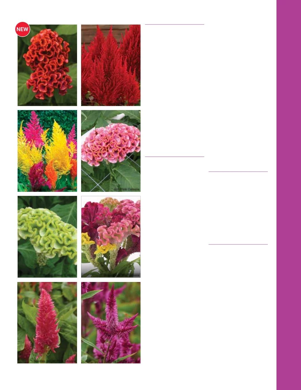 Ball Seed Seed and Plugs Catalog Weekly Ad August 31, 2026 - December 31, 2028