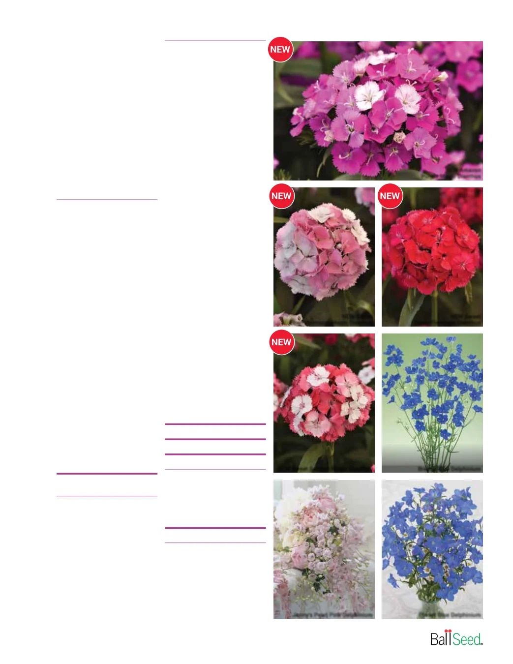 Ball Seed Seed and Plugs Catalog Weekly Ad August 31, 2026 - December 31, 2028