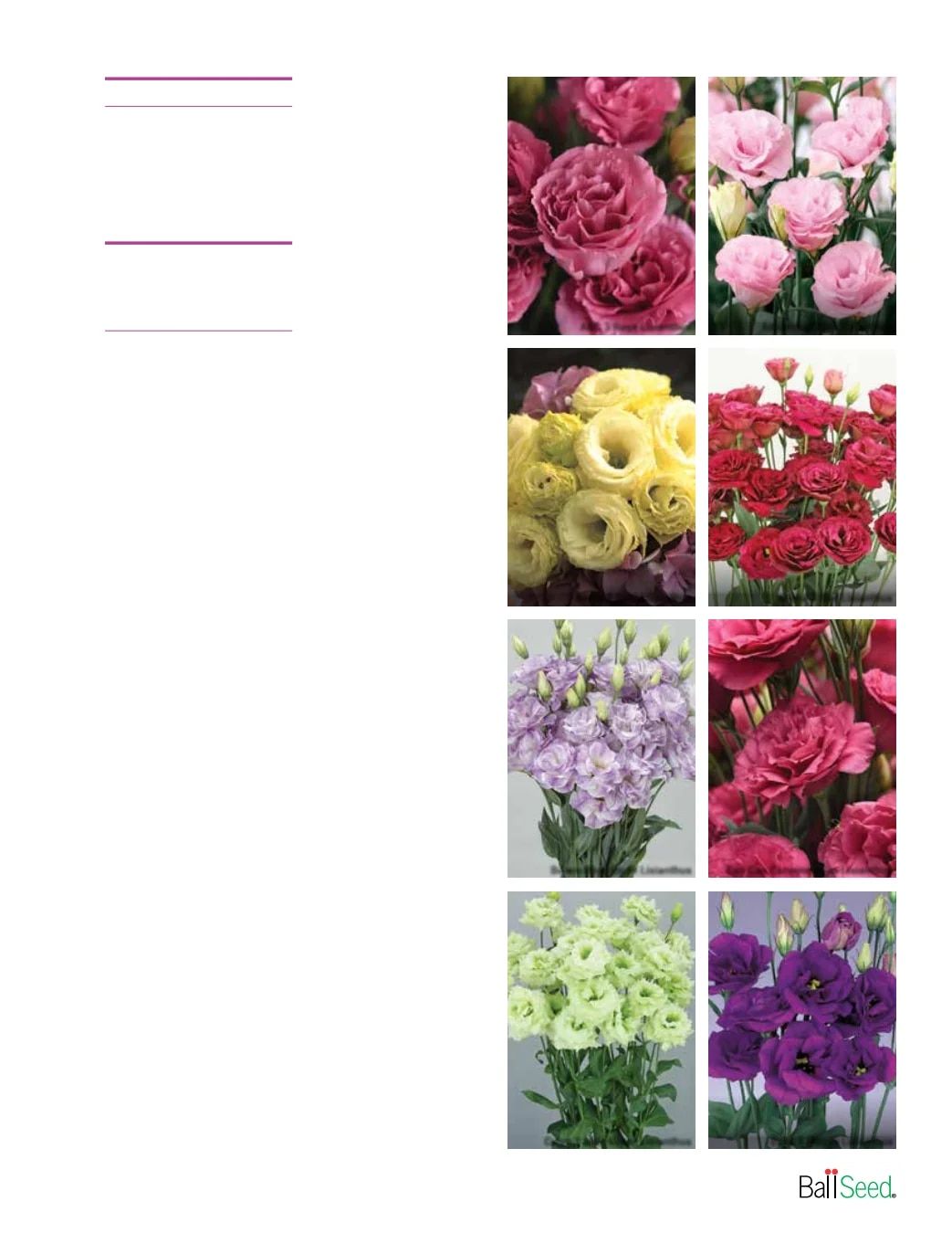 Ball Seed Seed and Plugs Catalog Weekly Ad August 31, 2026 - December 31, 2028