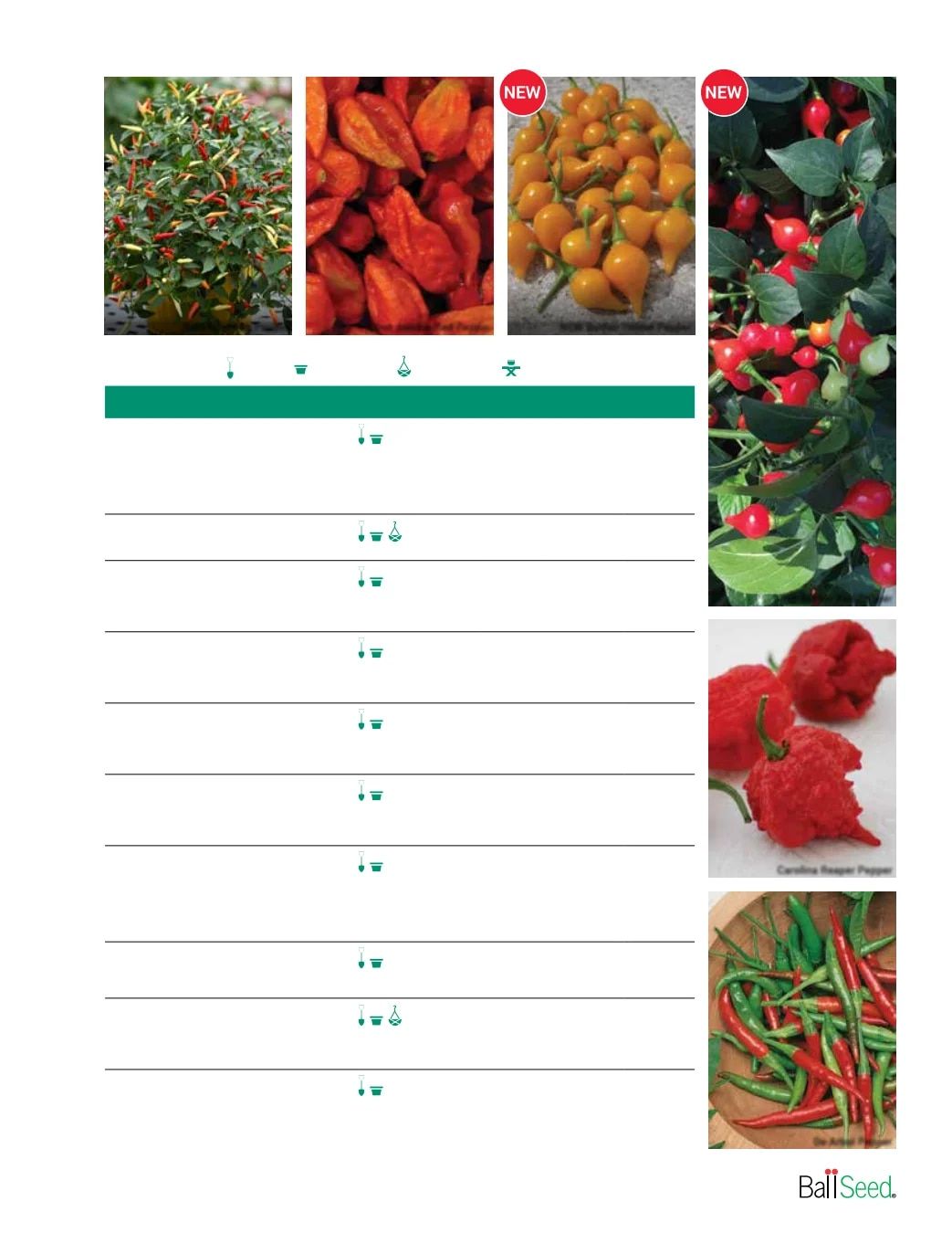 Ball Seed Seed and Plugs Catalog Weekly Ad August 31, 2026 - December 31, 2028