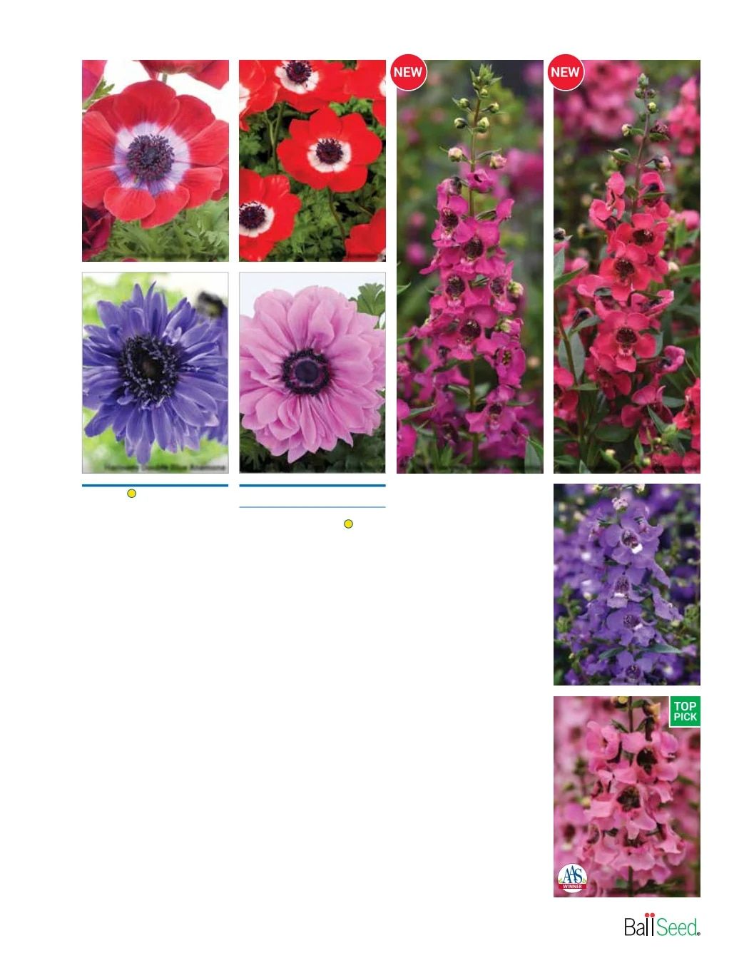 Ball Seed Seed and Plugs Catalog Weekly Ad August 31, 2026 - December 31, 2028
