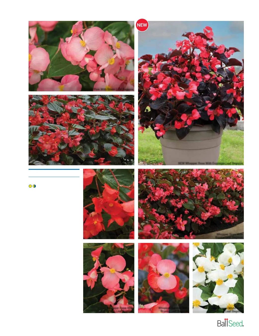 Ball Seed Seed and Plugs Catalog Weekly Ad August 31, 2026 - December 31, 2028