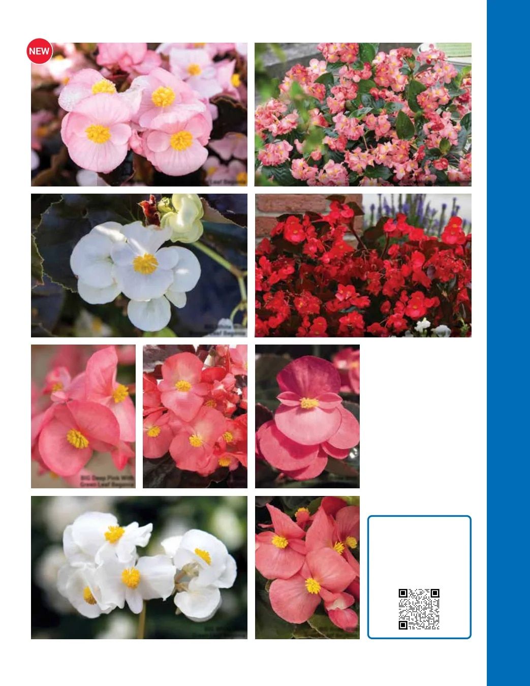 Ball Seed Seed and Plugs Catalog Weekly Ad August 31, 2026 - December 31, 2028