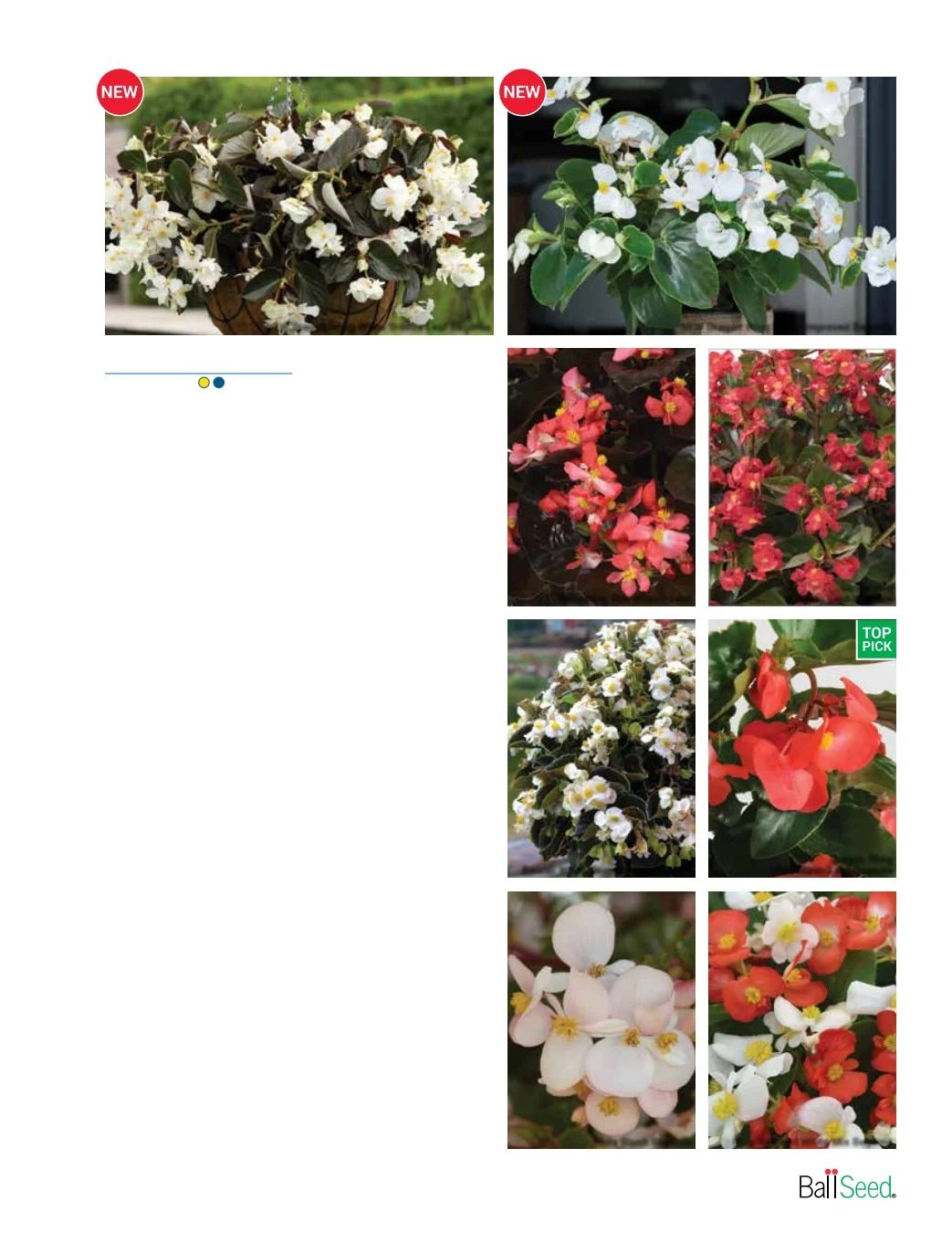 Ball Seed Seed and Plugs Catalog Weekly Ad August 31, 2026 - December 31, 2028