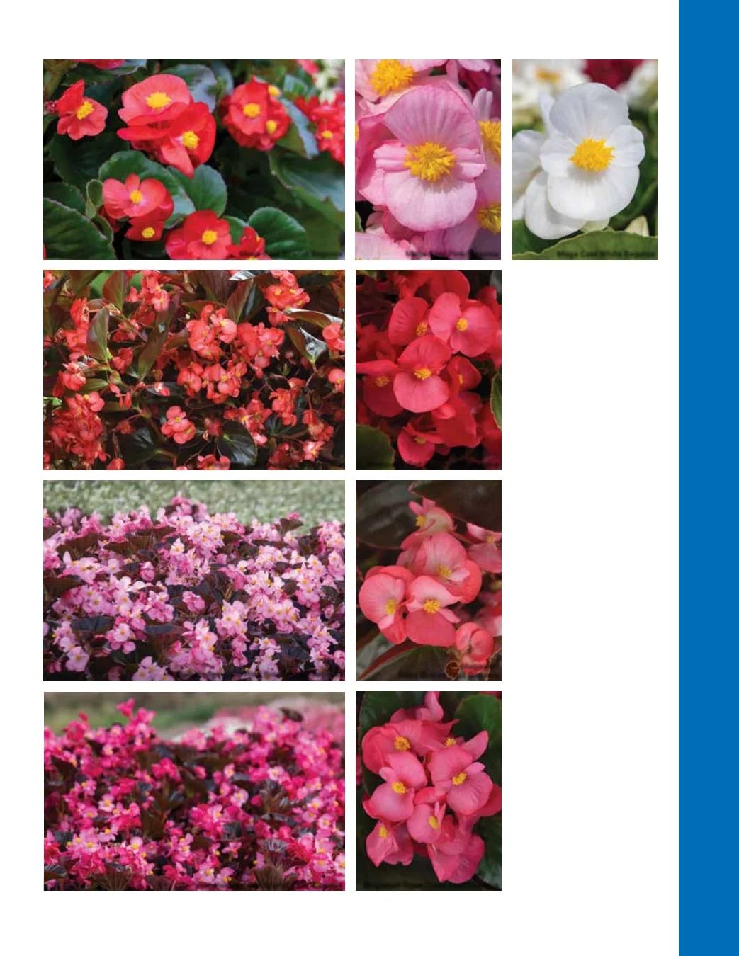 Ball Seed Seed and Plugs Catalog Weekly Ad August 31, 2026 - December 31, 2028