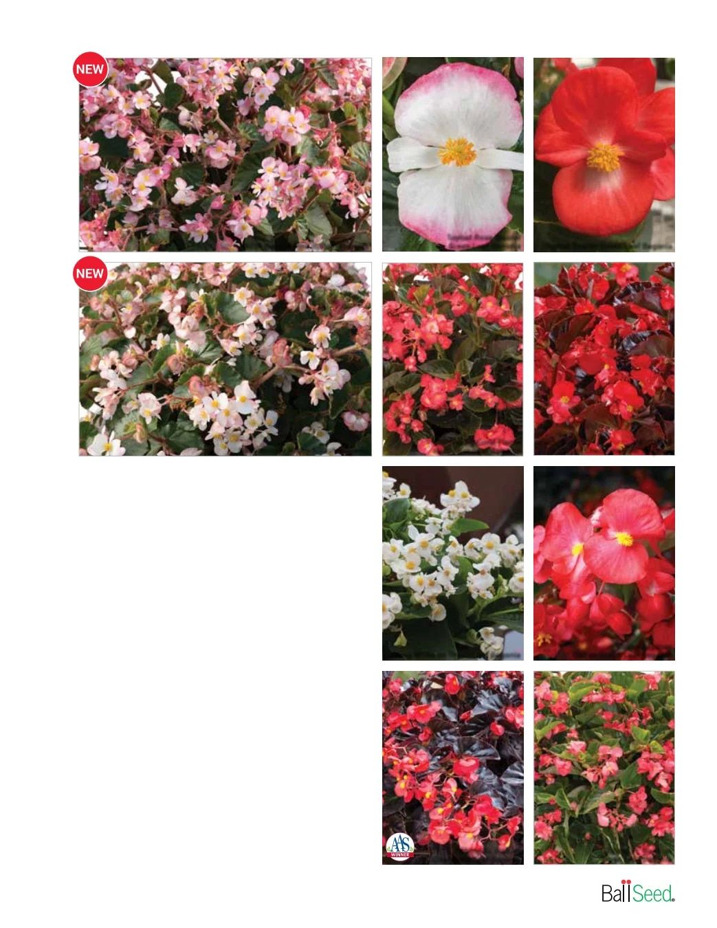 Ball Seed Seed and Plugs Catalog Weekly Ad August 31, 2026 - December 31, 2028