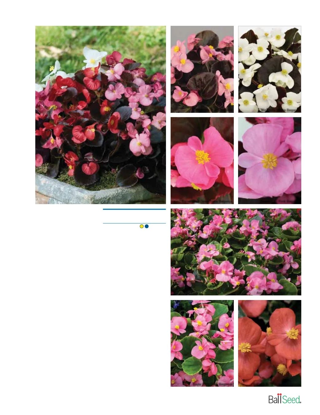 Ball Seed Seed and Plugs Catalog Weekly Ad August 31, 2026 - December 31, 2028