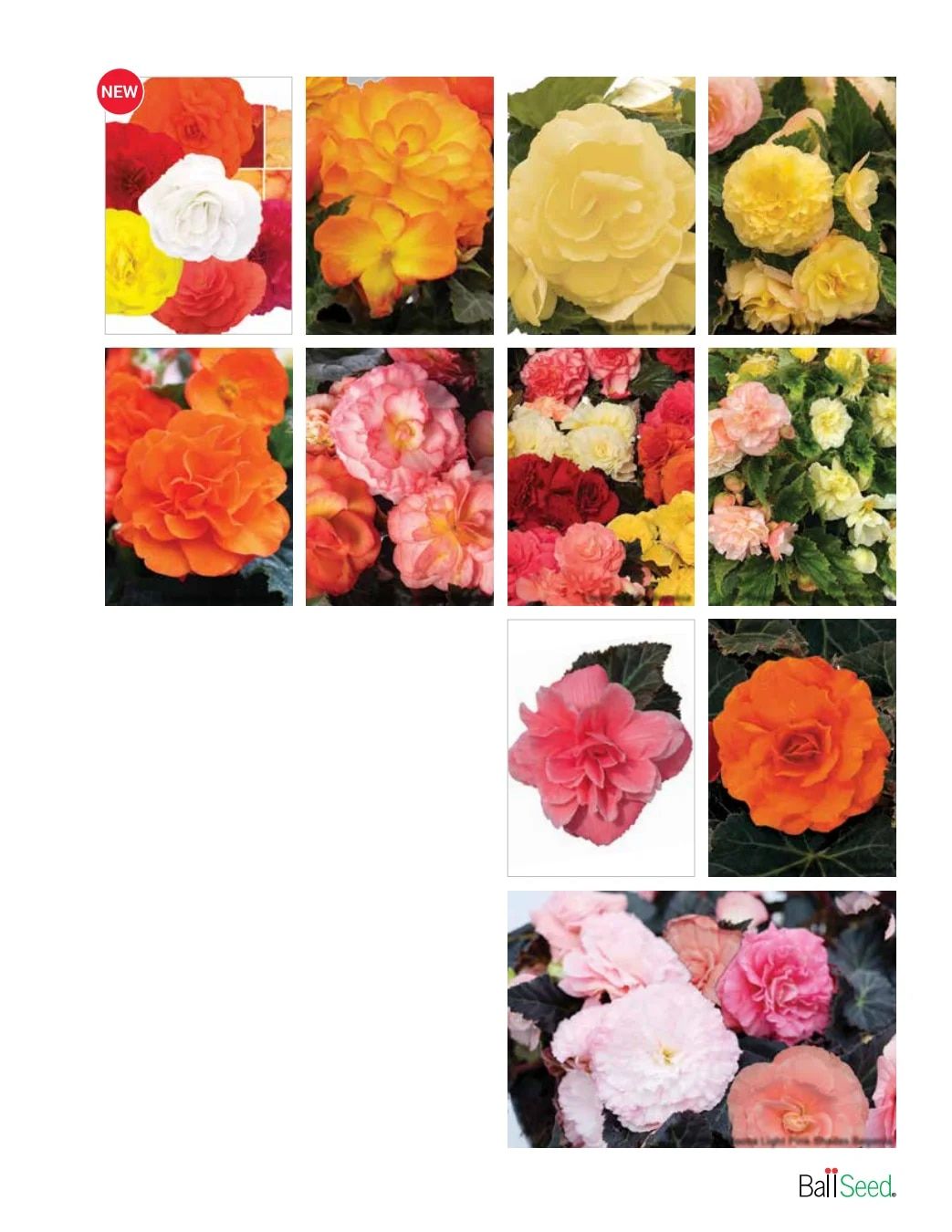 Ball Seed Seed and Plugs Catalog Weekly Ad August 31, 2026 - December 31, 2028