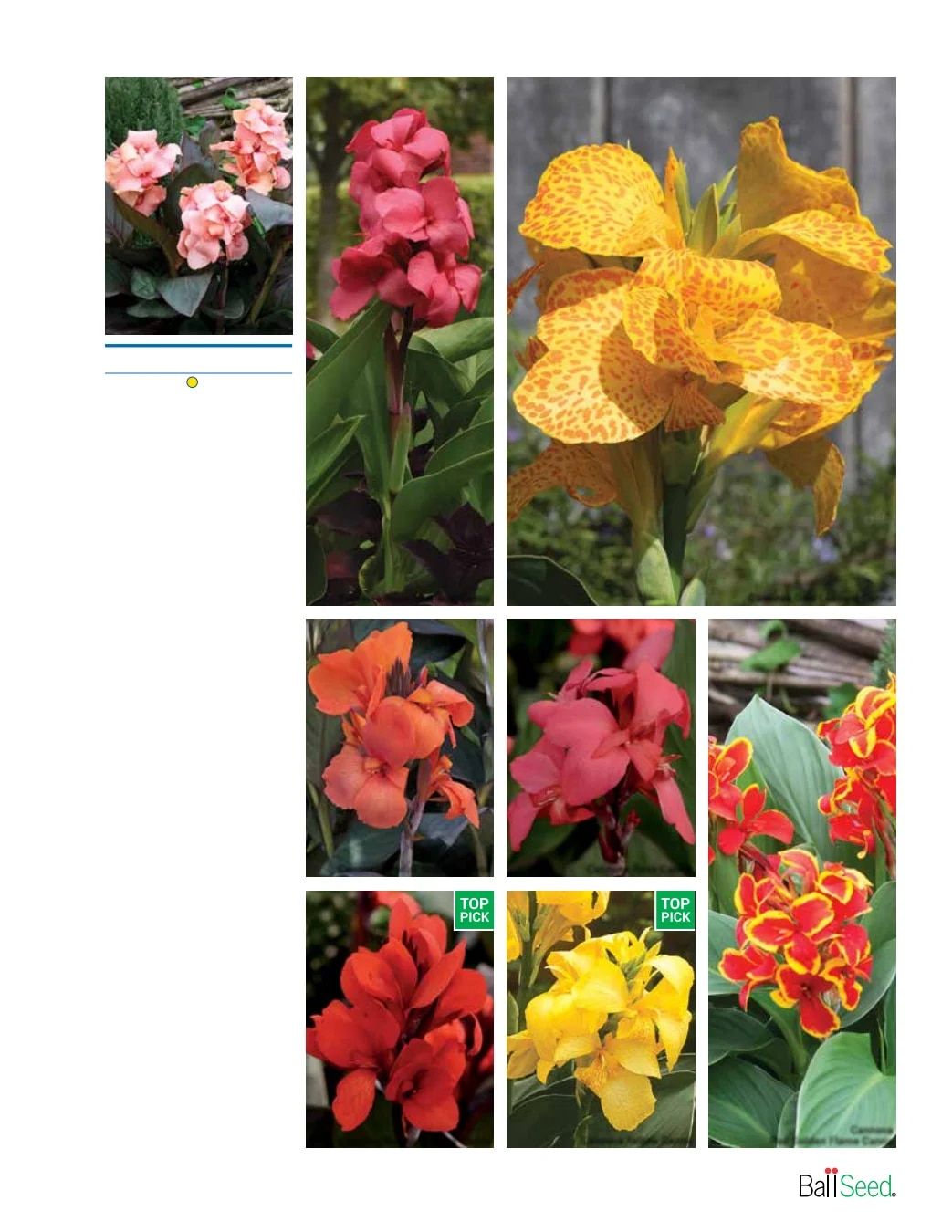 Ball Seed Seed and Plugs Catalog Weekly Ad August 31, 2026 - December 31, 2028
