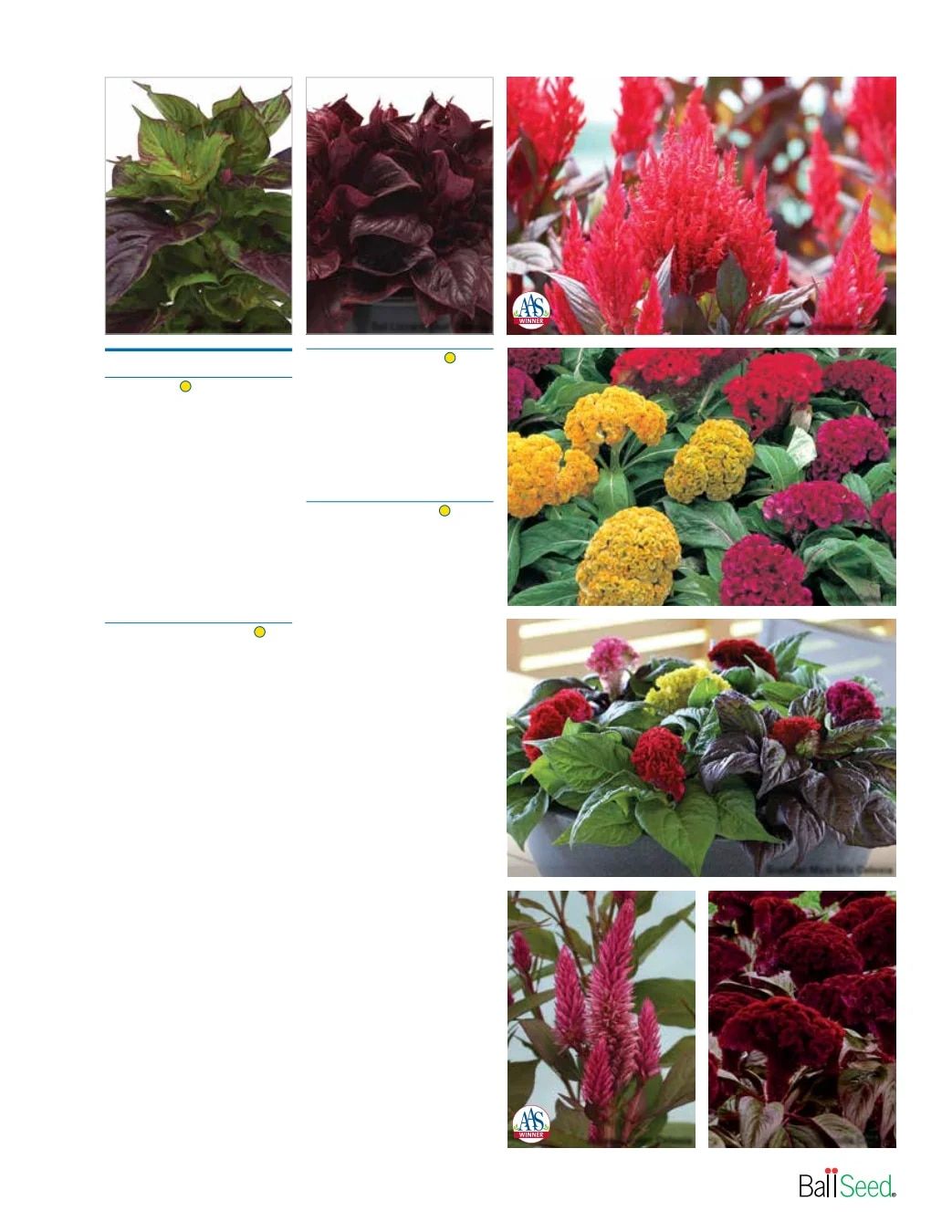 Ball Seed Seed and Plugs Catalog Weekly Ad August 31, 2026 - December 31, 2028