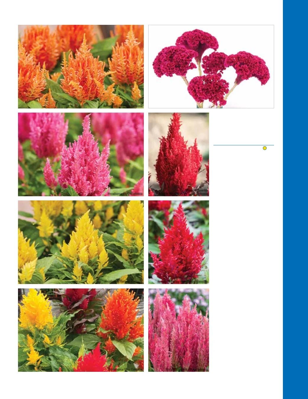 Ball Seed Seed and Plugs Catalog Weekly Ad August 31, 2026 - December 31, 2028
