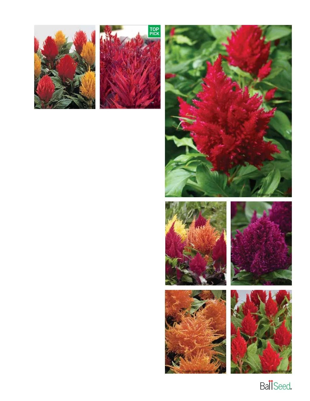 Ball Seed Seed and Plugs Catalog Weekly Ad August 31, 2026 - December 31, 2028