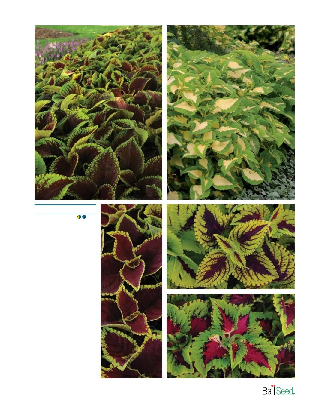 Ball Seed Seed and Plugs Catalog Weekly Ad August 31, 2026 - December 31, 2028