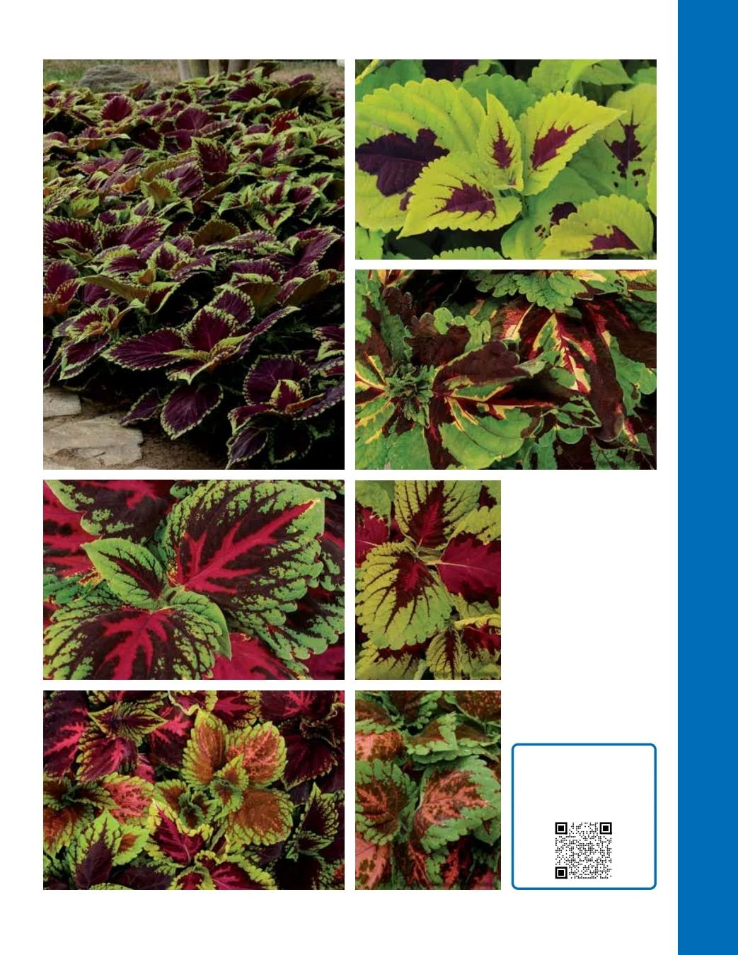 Ball Seed Seed and Plugs Catalog Weekly Ad August 31, 2026 - December 31, 2028